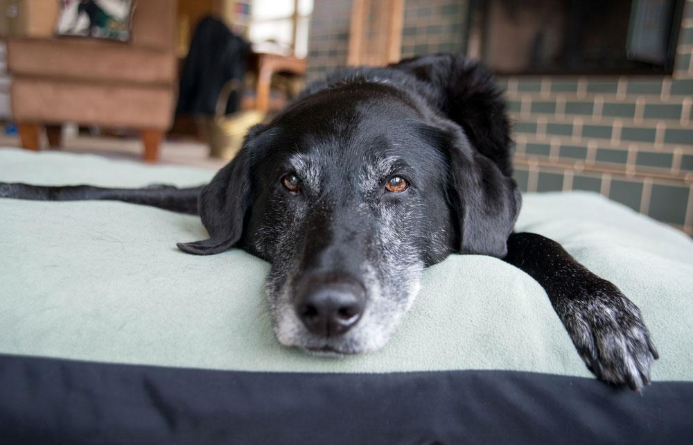 senior dog laying on a fluffy cushioned bed
