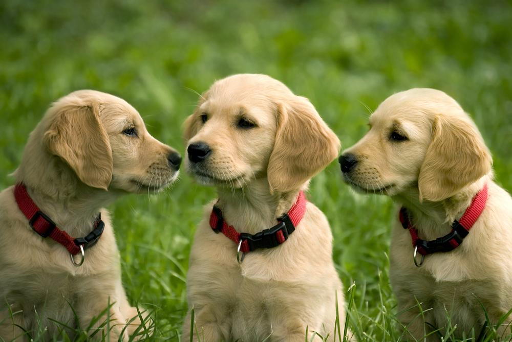 three puppies sitting outside