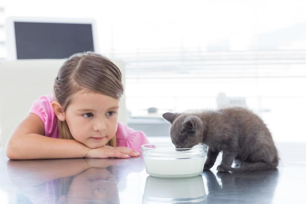 young girl watching a small kitten drink milk