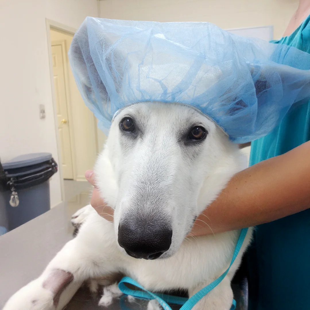 White dog wearing a blue surgical cap and leash being gently held on an exam table at Cashua Veterinary Care.
