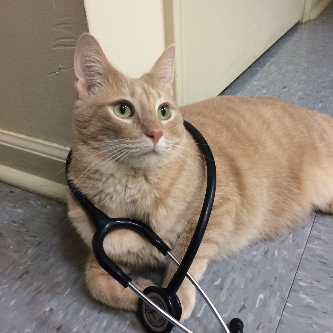 A cat laying on the floor with a stethoscope around its neck