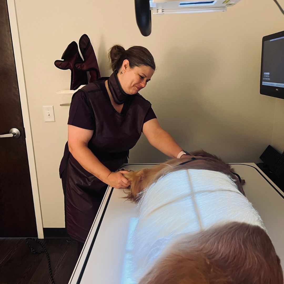Front Desk Smiles with Clinic Cat Team member at Cashua Veterinary Care smiling and holding an orange cat at the front desk while another staff member works in the background.