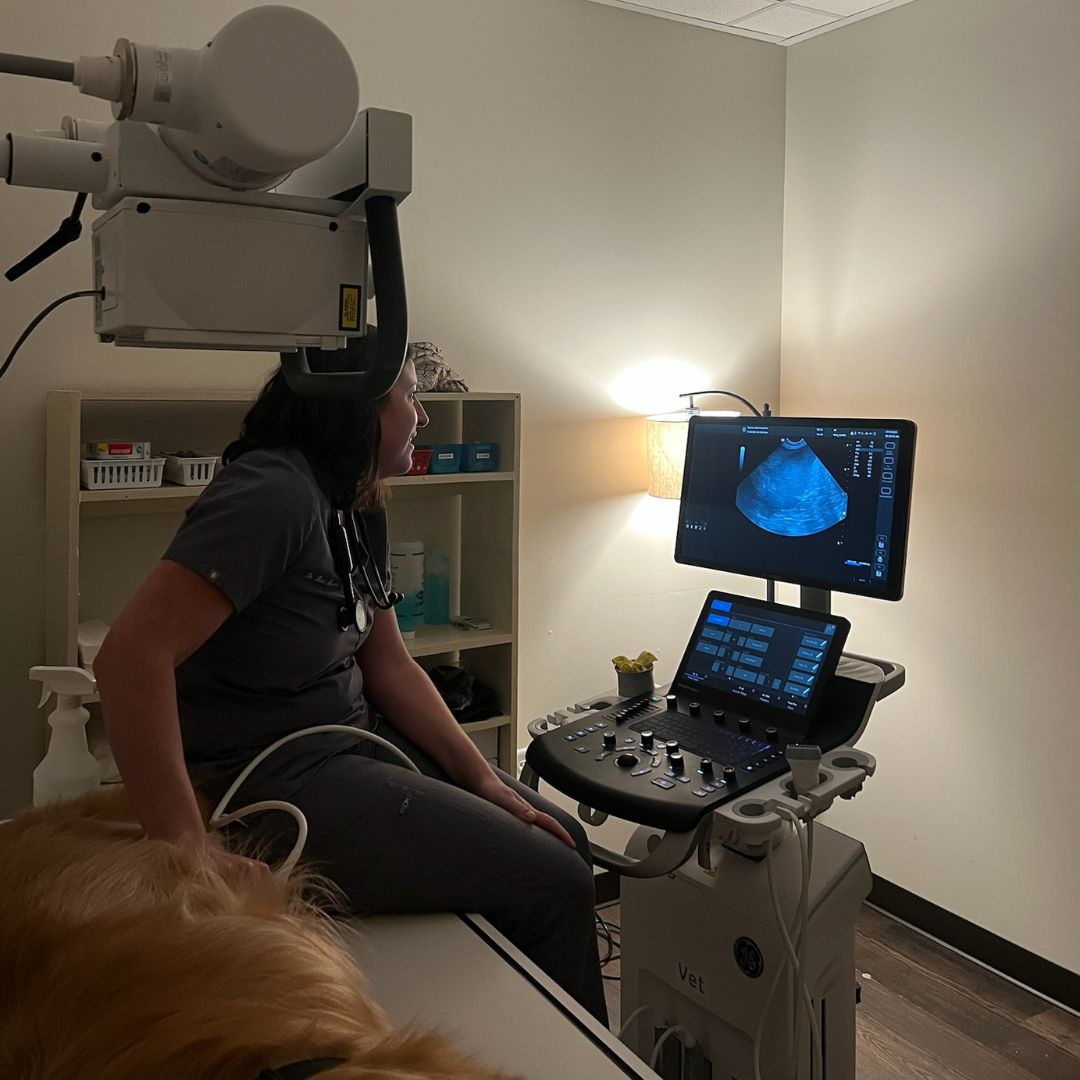 A person sitting in a chair with a dog on their lap