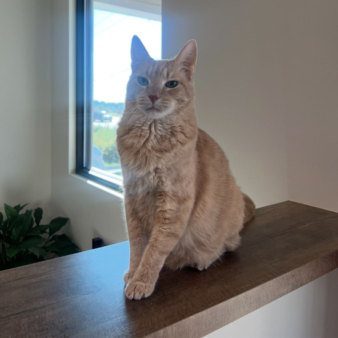 D'artagnan D'artagnan