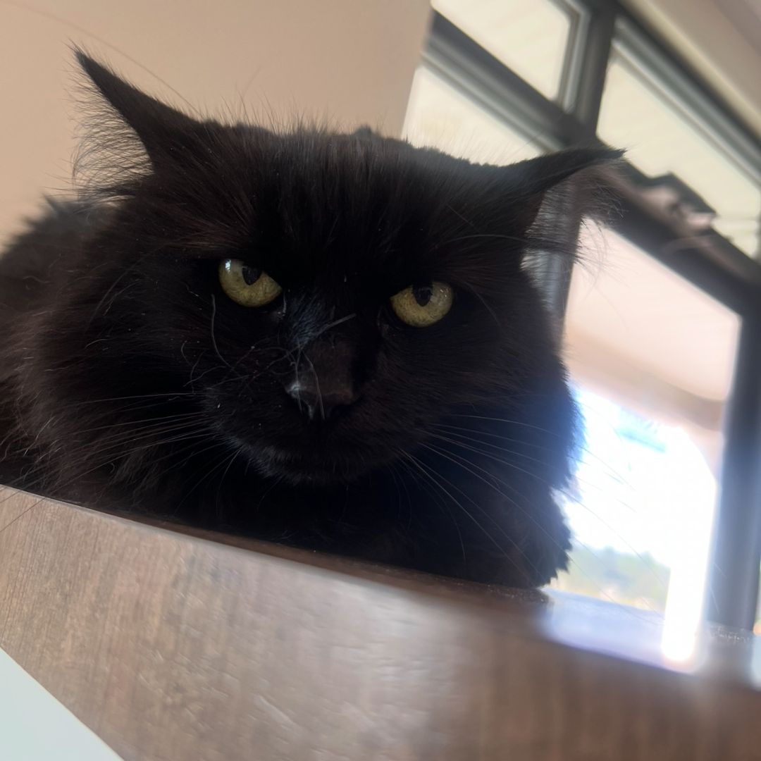 Dust Bunny Dust Bunny