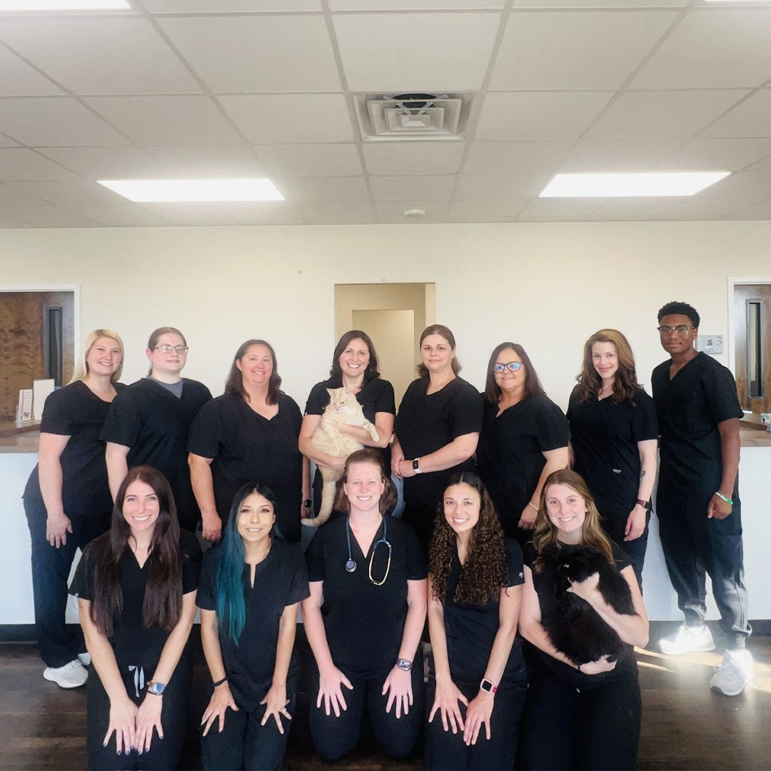 Front Desk Smiles with Clinic Cat Team member at Cashua Veterinary Care smiling and holding an orange cat at the front desk while another staff member works in the background.