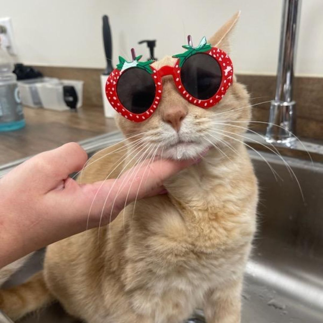 Front Desk Smiles with Clinic Cat Team member at Cashua Veterinary Care smiling and holding an orange cat at the front desk while another staff member works in the background.