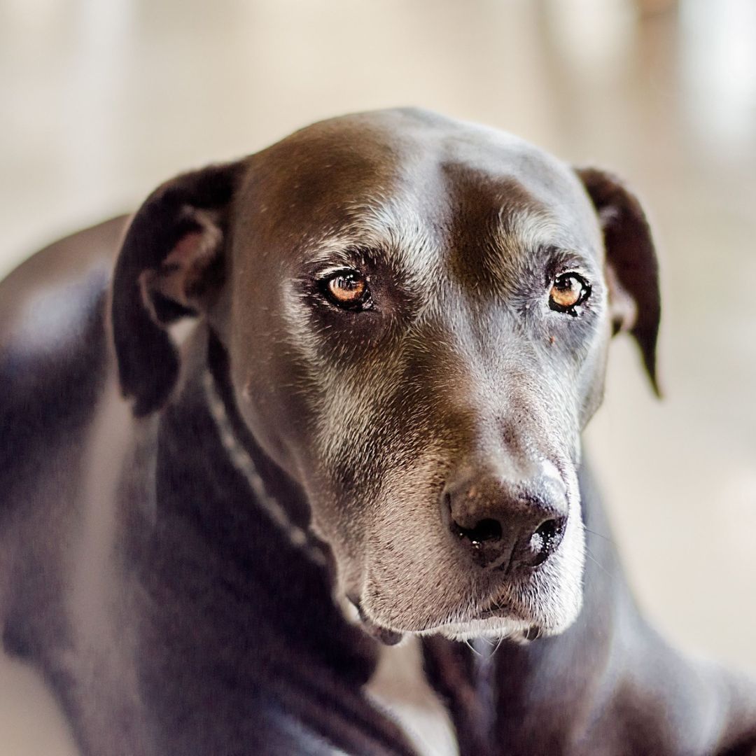 Front Desk Smiles with Clinic Cat Team member at Cashua Veterinary Care smiling and holding an orange cat at the front desk while another staff member works in the background.
