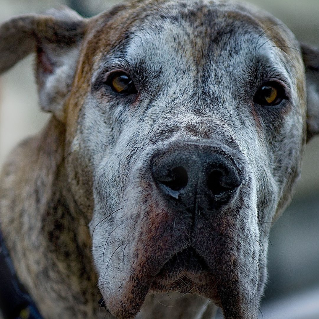 a close up of a large dog looking at the camera a close up of a large dog looking at the camera