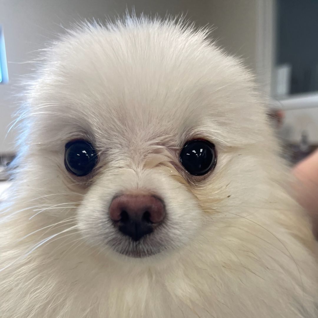 a close up of a pomeranian dog looking at the camera a close up of a pomeranian dog looking at the camera