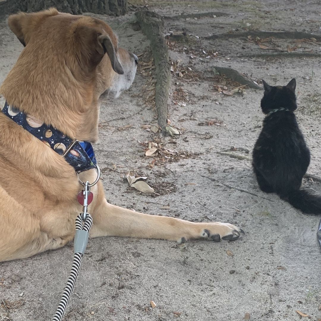 a dog and a cat sitting on the ground next to each other