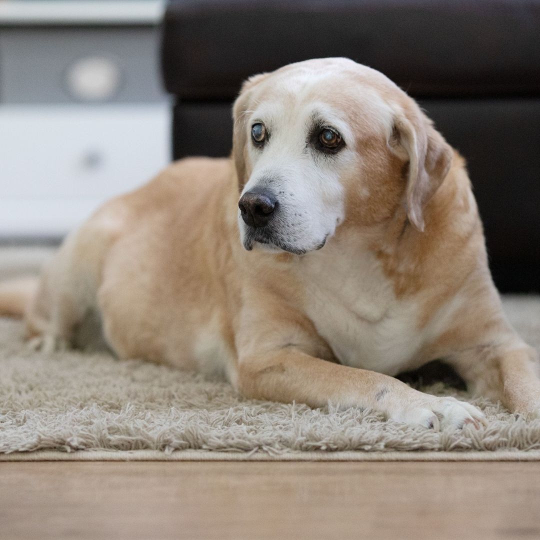 a dog laying on the floor in front of a couch a dog laying on the floor in front of a couch