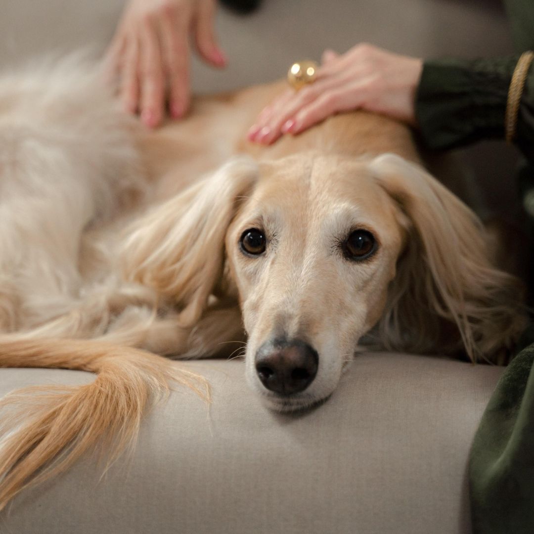 petting a dog on a couch petting a dog on a couch