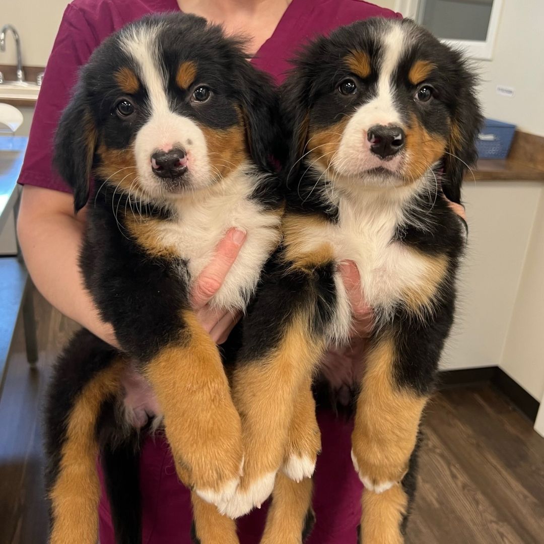Front Desk Smiles with Clinic Cat Team member at Cashua Veterinary Care smiling and holding an orange cat at the front desk while another staff member works in the background.
