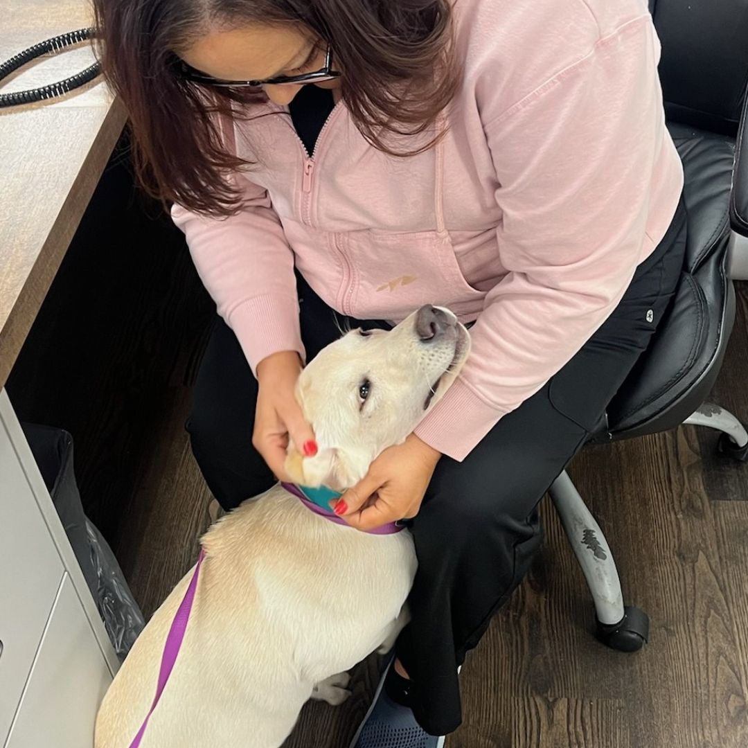 Front Desk Smiles with Clinic Cat Team member at Cashua Veterinary Care smiling and holding an orange cat at the front desk while another staff member works in the background.