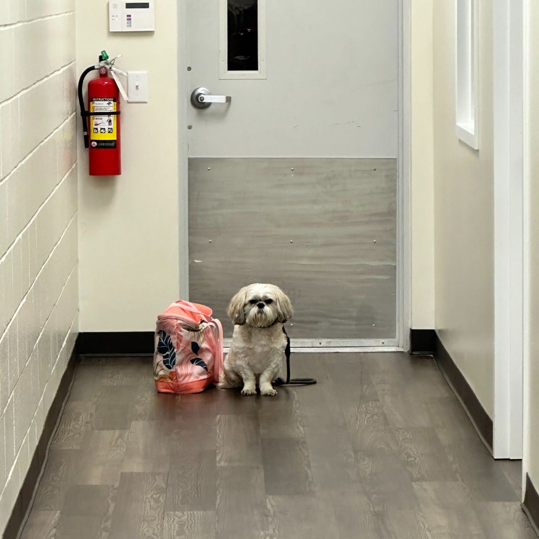 Front Desk Smiles with Clinic Cat Team member at Cashua Veterinary Care smiling and holding an orange cat at the front desk while another staff member works in the background.