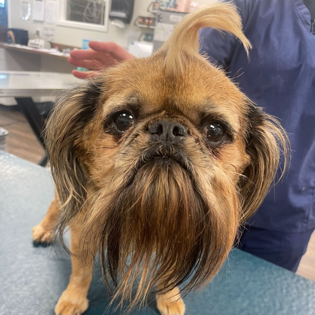 Front Desk Smiles with Clinic Cat Team member at Cashua Veterinary Care smiling and holding an orange cat at the front desk while another staff member works in the background.