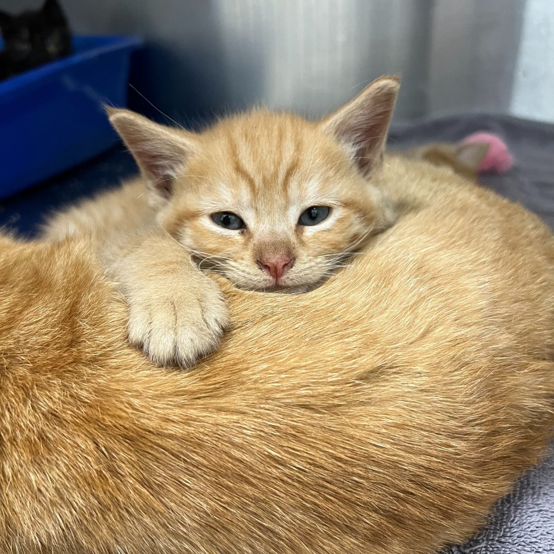 An orange kitten laying on top of a cat An orange kitten laying on top of a cat
