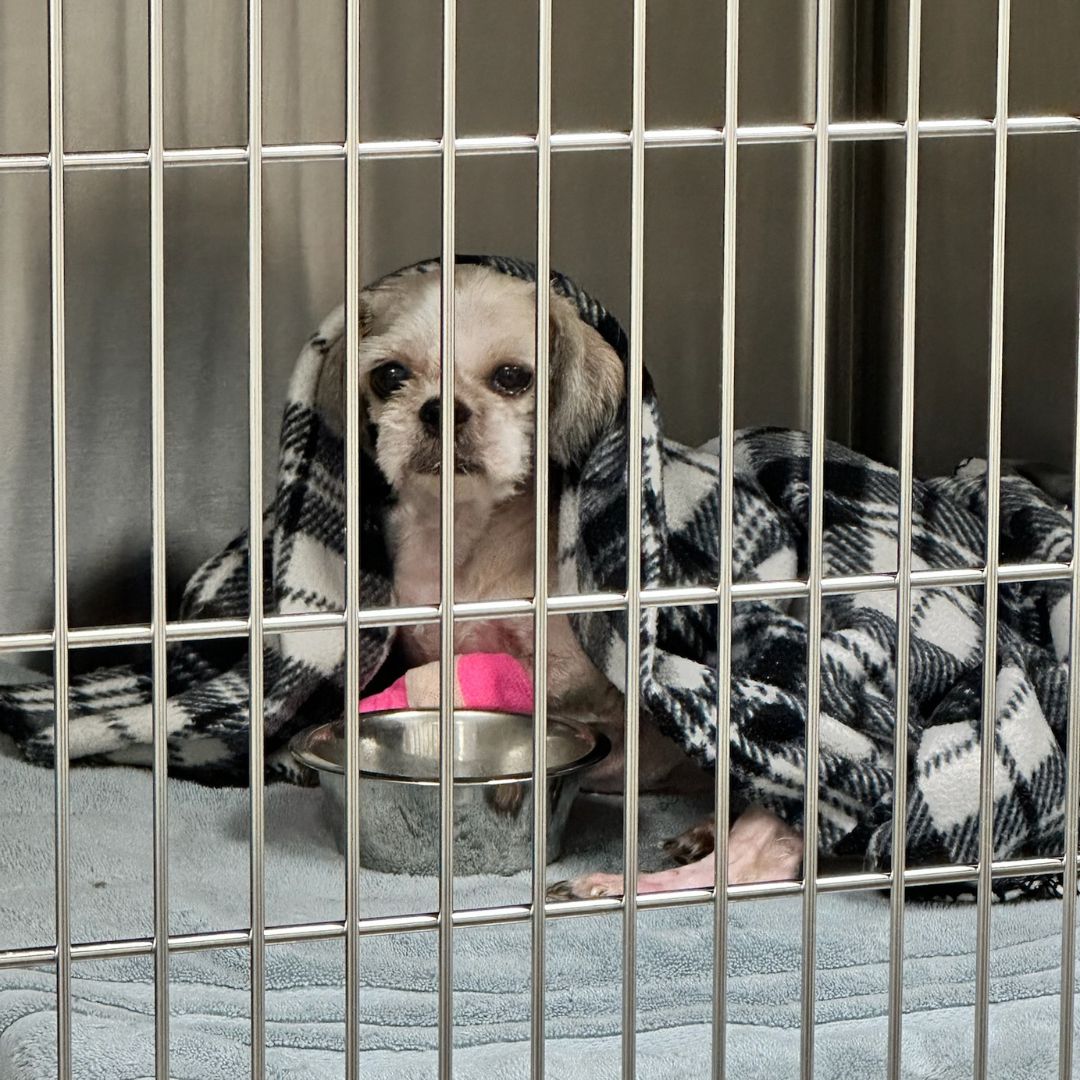 Front Desk Smiles with Clinic Cat Team member at Cashua Veterinary Care smiling and holding an orange cat at the front desk while another staff member works in the background.