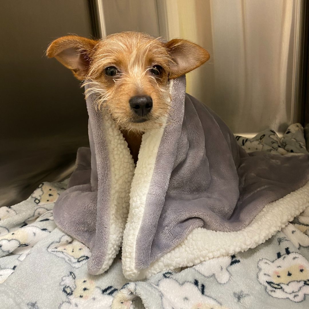 Front Desk Smiles with Clinic Cat Team member at Cashua Veterinary Care smiling and holding an orange cat at the front desk while another staff member works in the background.