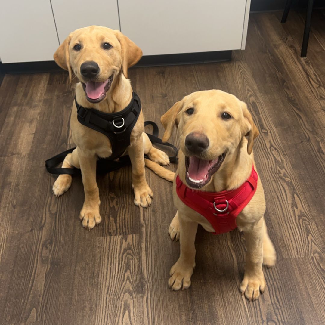 Front Desk Smiles with Clinic Cat Team member at Cashua Veterinary Care smiling and holding an orange cat at the front desk while another staff member works in the background.