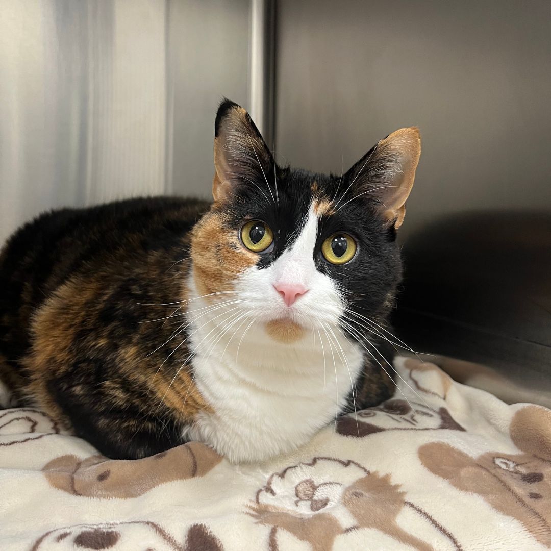a calico cat sitting on top of a blanket a calico cat sitting on top of a blanket