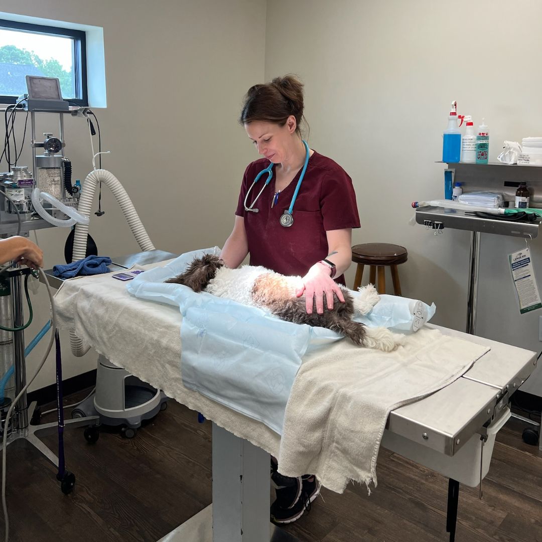 a person in a hospital room with a cat on a table a person in a hospital room with a cat on a table