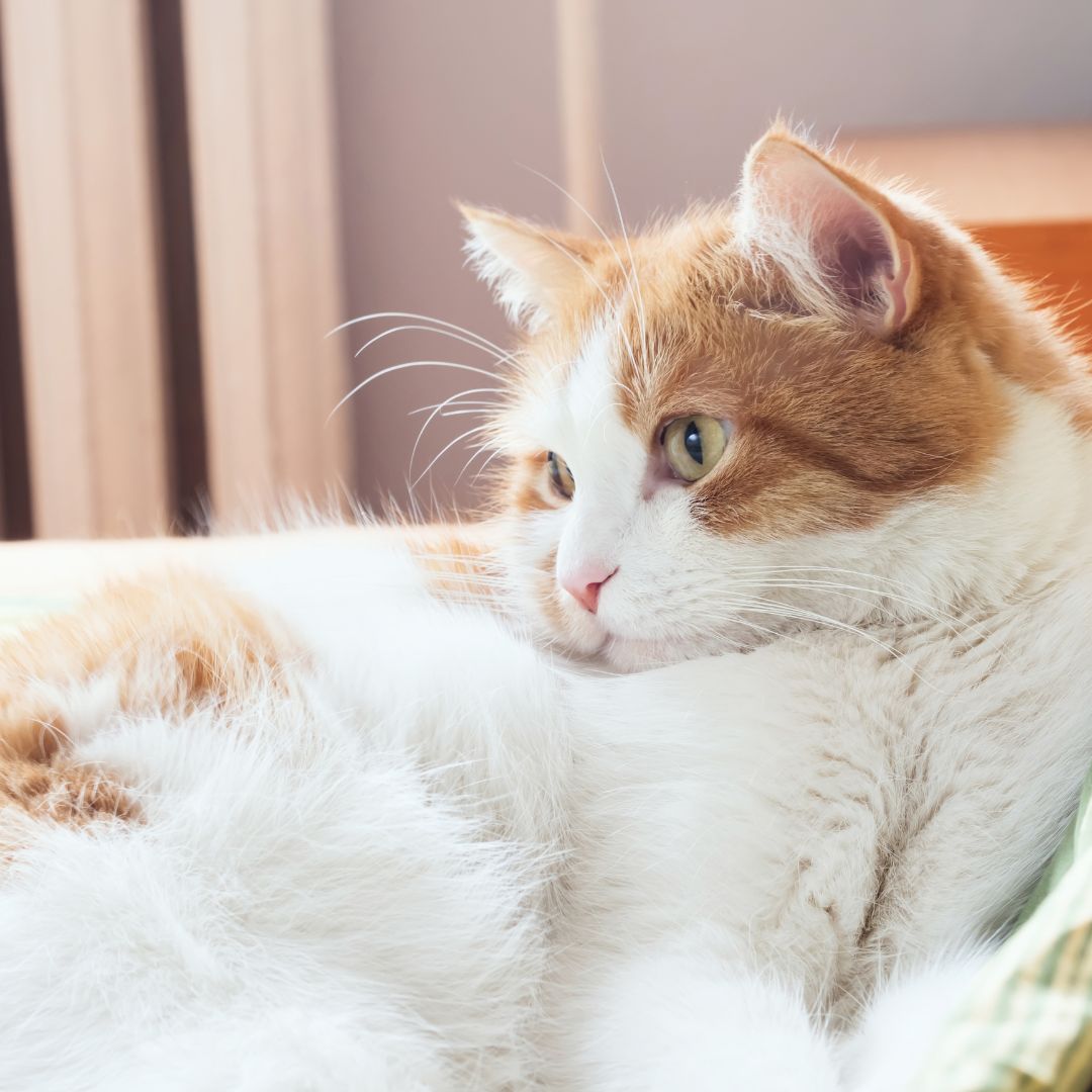 an orange and white cat laying on top of a pillow an orange and white cat laying on top of a pillow