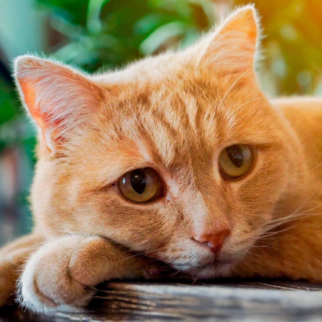 an orange cat laying on top of a wooden table an orange cat laying on top of a wooden table